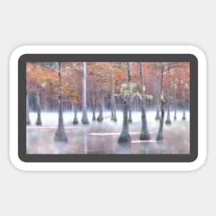 Cypress swamp in Foggy morning Sticker